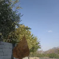 سرویس مدرسه پذیرفته میشود