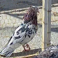 نرسرور پرشی|پرنده|قم, شهر قائم|دیوار