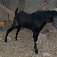 کهره پازن امیدیه|حیوانات مزرعه|بندر ماهشهر, |دیوار