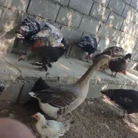 غاز مرغ اردک روسی بوقلمون|حیوانات مزرعه|چیتاب, |دیوار