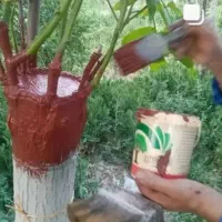 پیوند کاری گردو و انگور موندراپ|خدمات باغبانی و درختکاری|شیروان (خراسان), |دیوار