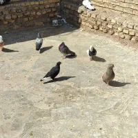 ۱۷عددرنگی دوری|پرنده|شوشتر, |دیوار