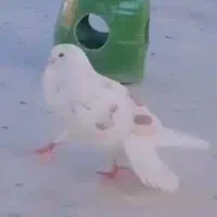 کفتر پرشی معاوضه با مسافتی