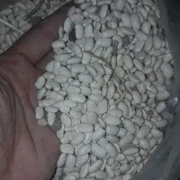لوبیا سفید فریدن