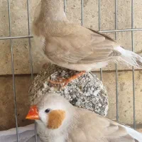 فنچ  کینگ