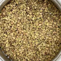 بذر باقلا خارجی درجه یک|گل و گیاه طبیعی|بهبهان, |دیوار