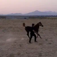 کره نریون عرب معاوضه با نریون سواری دارم|اسب و تجهیزات اسبسواری|کازرون, |دیوار