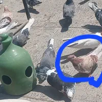 کفتر گمشده|حیوانات|صباشهر, |دیوار