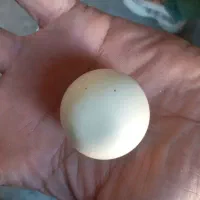 سنگهای قیمتی بسیار مناسب می باشند|کلکسیون اشیاء عتیقه|علیآباد کتول, |دیوار