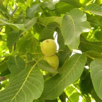 کفش ایمنی