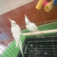 عروس هلندی البینو جفت خورده