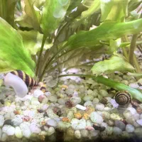 حلزون کلییر|خزنده|تبریز, |دیوار