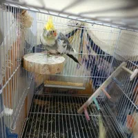 عروس هلندی بالغ