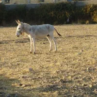 الاغ نر