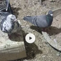 جفت بزک سینه سفید و سبزپلاکی کوتاه