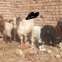 بز نربز بزغاله