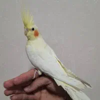 عروس هلندی لیتینو و خاکستری