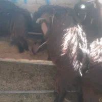 سلام بز سرحال|حیوانات مزرعه|خاش, |دیوار