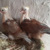کربلایی کاکلی خال دار