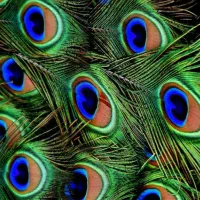 پر طاووس
