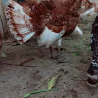 گله بوقلمون نر|حیوانات مزرعه|ابهر, |دیوار