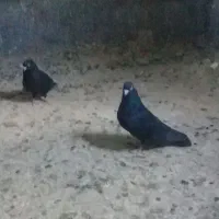 کبوترفروشی