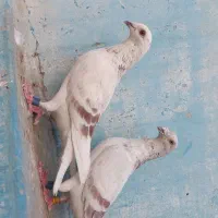 گوره و ماشی عراق
