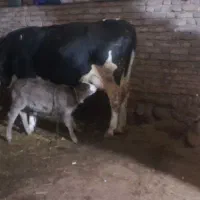 فروش گاو با گوساله