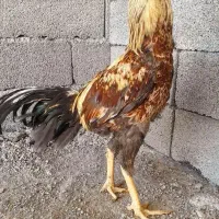 تعدادی خروس لاری افغان اصل نصب دار