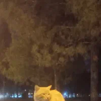 واگذاری گربه دستی