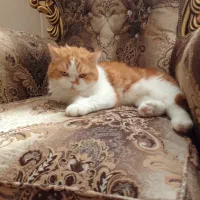 گربه پرشین|گربه|قم, پردیسان|دیوار