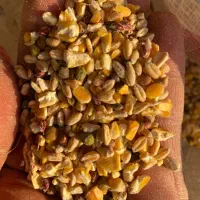 دان ویژه مرغ مینا ، کبوتر ، قناری ، مرغ عشق و طوطی|لوازم جانبی حیوانات|شهرضا, |دیوار