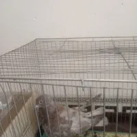 یه دونه کفتر گلی