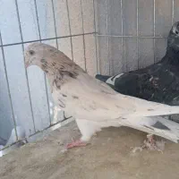 کبوتر