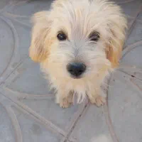 سگ شیتزو|سگ|سروستان, |دیوار