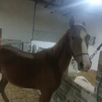 اسب ۴ ساله