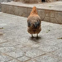 مرغ تخم گذار فروشی قیمت ۹۰۰تومن