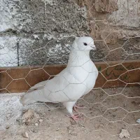 جفت دهن جور پرشی