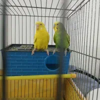 مرغ عشق|پرنده|بروجرد, |دیوار