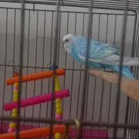 فروش دو عدد مرغ عشق|پرنده|خوی, |دیوار