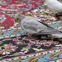 عروس هلندی ماده خاکستری|پرنده|مشهد, نیزه|دیوار