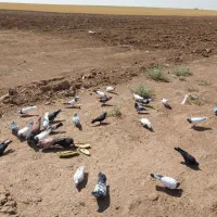 کفتر|پرنده|کبودرآهنگ, |دیوار