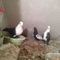 کبوتر سینه ای کربلایی کلدم|پرنده|مهدی شهر, |دیوار