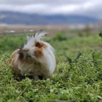خوکچه هندی نر