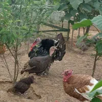 بوقلمون محلی