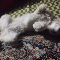 واگذاری سگ غیر رایگان|سگ|ورامین, ورامین|دیوار