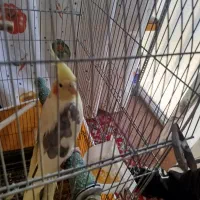 سلام به دوستان عزیز ی عروس هلندی ماده به فروش میرس|پرنده|مهاجران, |دیوار