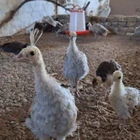 فروش طاووس مصری|پرنده|تهران, والفجر (افسریه)|دیوار