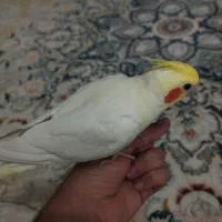 عروس هلندی لوتینو دستی