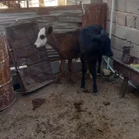 گوساله